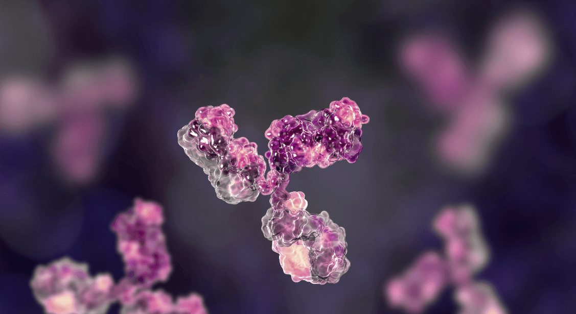 3D rendering of a monoclonal antibody in pink and purple